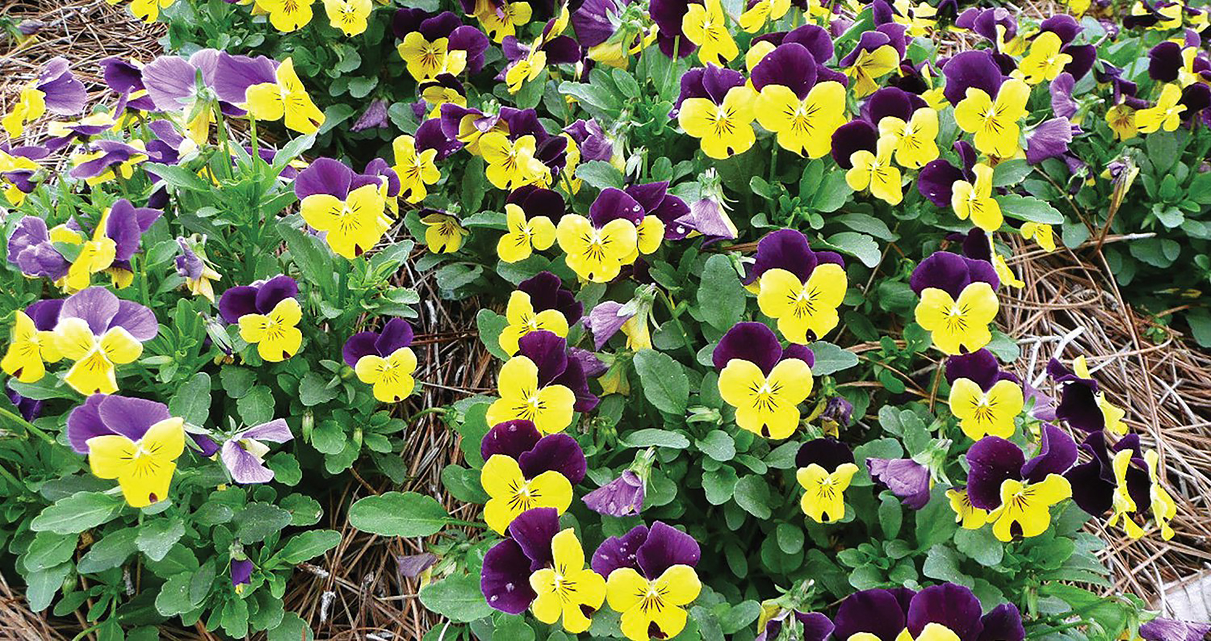 Yellow and purple sorbet violas.